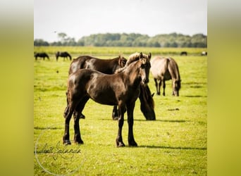 Fries paard, Hengst, 2 Jaar