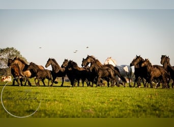 Fries paard, Hengst, 2 Jaar