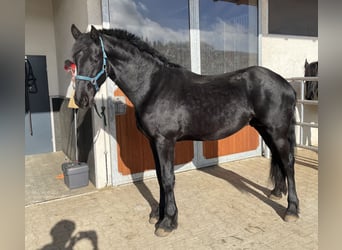 Fries paard, Hengst, 2 Jaar, Zwart