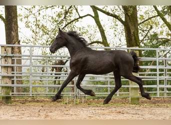 Fries paard, Hengst, 2 Jaar, Zwart