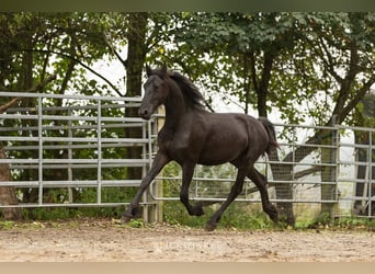 Fries paard, Hengst, 2 Jaar, Zwart