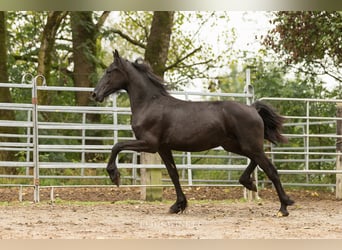 Fries paard, Hengst, 2 Jaar, Zwart