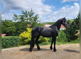 Fries paard, Hengst, 2 Jaar, Zwart
