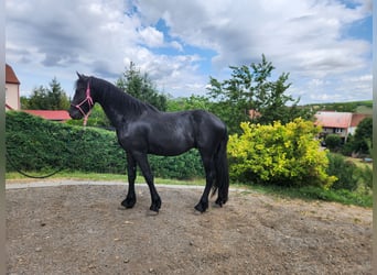 Fries paard, Hengst, 2 Jaar, Zwart