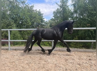Fries paard, Hengst, 2 Jaar, Zwart