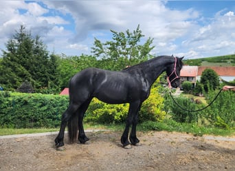 Fries paard, Hengst, 2 Jaar, Zwart