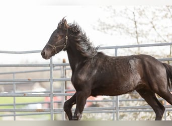 Fries paard, Hengst, 2 Jaar, Zwart