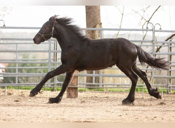 Fries paard, Hengst, 2 Jaar, Zwart