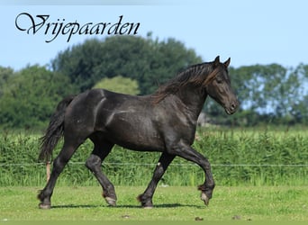 Fries paard, Hengst, 3 Jaar, 155 cm