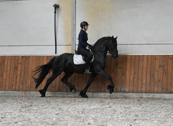 Fries paard, Hengst, 3 Jaar, 156 cm, Zwart