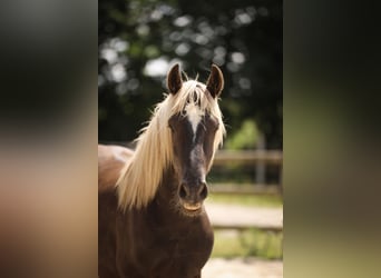 Fries paard Mix, Hengst, 3 Jaar, 160 cm, Donkere-vos