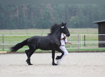 Fries paard, Hengst, 3 Jaar, 160 cm