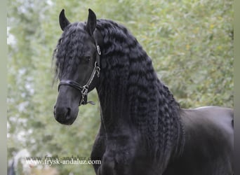 Fries paard, Hengst, 3 Jaar, 160 cm, Zwart