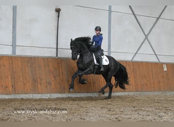 Fries paard, Hengst, 3 Jaar, 160 cm, Zwart