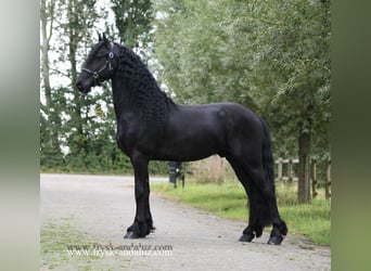 Fries paard, Hengst, 3 Jaar, 160 cm, Zwart