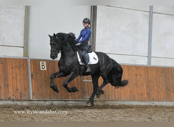 Fries paard, Hengst, 3 Jaar, 160 cm, Zwart