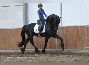 Fries paard, Hengst, 3 Jaar, 160 cm, Zwart