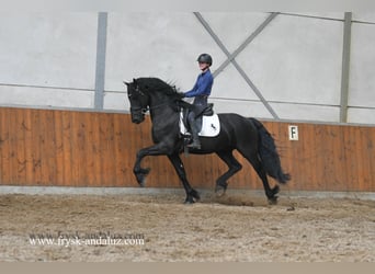 Fries paard, Hengst, 3 Jaar, 160 cm, Zwart