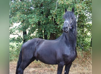 Fries paard, Hengst, 3 Jaar, 160 cm, Zwart