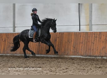 Fries paard, Hengst, 3 Jaar, 160 cm, Zwart