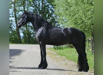 Fries paard, Hengst, 3 Jaar, 160 cm, Zwart