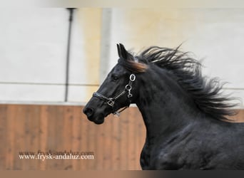 Fries paard, Hengst, 3 Jaar, 160 cm, Zwart