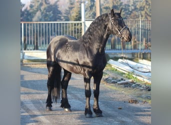 Fries paard, Hengst, 3 Jaar, 160 cm, Zwart