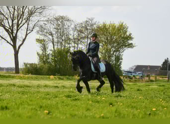 Fries paard, Hengst, 3 Jaar, 162 cm, Zwart