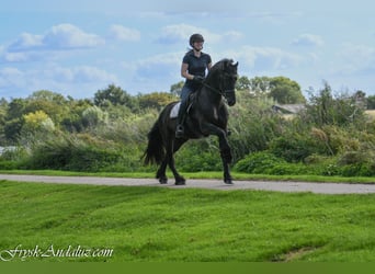 Fries paard, Hengst, 3 Jaar, 162 cm, Zwart