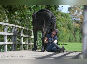 Fries paard, Hengst, 3 Jaar, 162 cm, Zwart