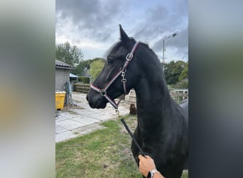 Fries paard, Hengst, 3 Jaar, 162 cm, Zwart