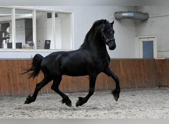 Fries paard, Hengst, 3 Jaar, 162 cm, Zwart