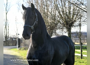 Fries paard, Hengst, 3 Jaar, 162 cm, Zwart