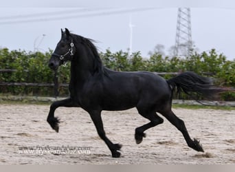 Fries paard, Hengst, 3 Jaar, 162 cm, Zwart