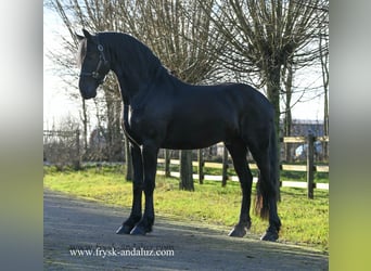 Fries paard, Hengst, 3 Jaar, 162 cm, Zwart