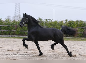 Fries paard, Hengst, 3 Jaar, 162 cm, Zwart