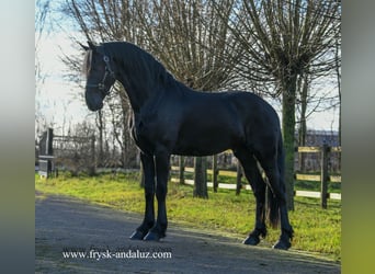 Fries paard, Hengst, 3 Jaar, 162 cm, Zwart