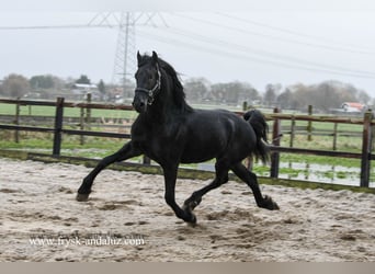 Fries paard, Hengst, 3 Jaar, 162 cm, Zwart