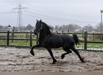 Fries paard, Hengst, 3 Jaar, 162 cm, Zwart