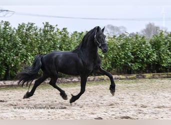 Fries paard, Hengst, 3 Jaar, 162 cm, Zwart