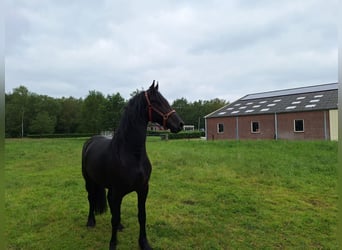 Fries paard, Hengst, 3 Jaar, 162 cm, Zwart