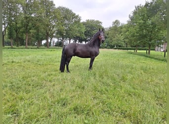 Fries paard, Hengst, 3 Jaar, 162 cm, Zwart