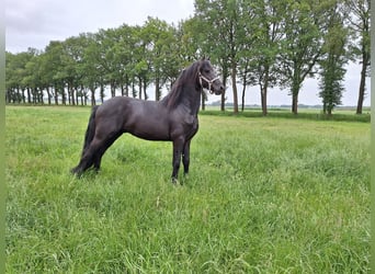 Fries paard, Hengst, 3 Jaar, 162 cm, Zwart