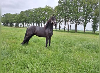 Fries paard, Hengst, 3 Jaar, 162 cm, Zwart