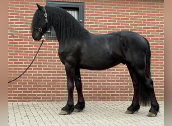 Fries paard, Hengst, 3 Jaar, 162 cm, Zwart
