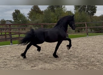 Fries paard, Hengst, 3 Jaar, 162 cm, Zwart