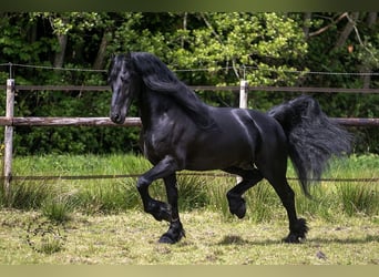 Fries paard, Hengst, 3 Jaar, 163 cm