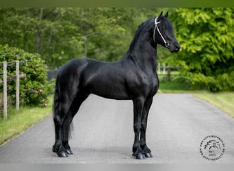 Fries paard, Hengst, 3 Jaar, 163 cm