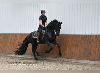 Fries paard, Hengst, 3 Jaar, 163 cm, Zwart