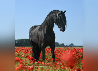 Fries paard, Hengst, 3 Jaar, 163 cm, Zwart